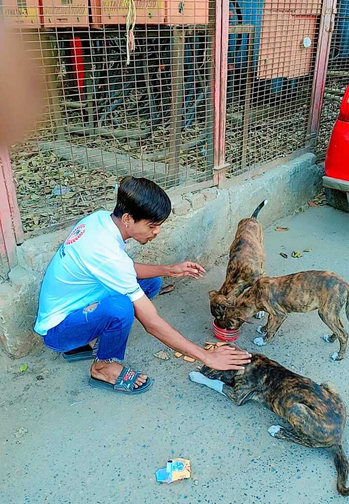 NGO for Animals in Delhi
